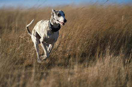 Whippet running in a field