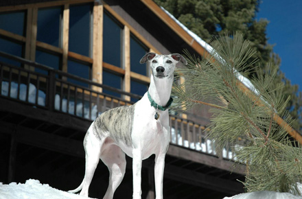 Whippet standing in front of a cabin in the snow