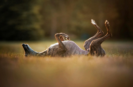 Whippet rolling on the ground in a field