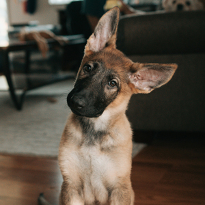 German Shepherd Puppy with big ears