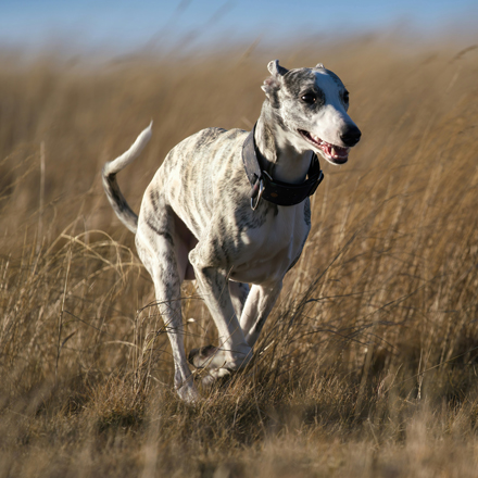 Whippet