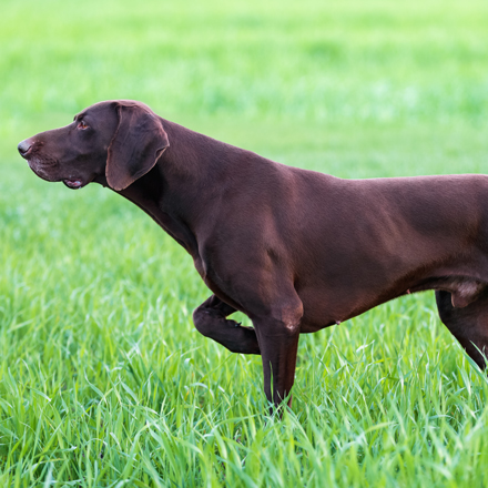 Whippet