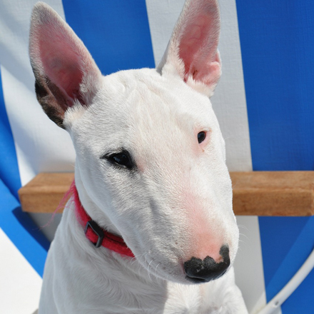 Bull Terrier