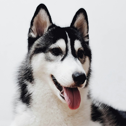 Husky Portrait